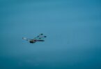 dragonfly with transparent wings flying in blue sky