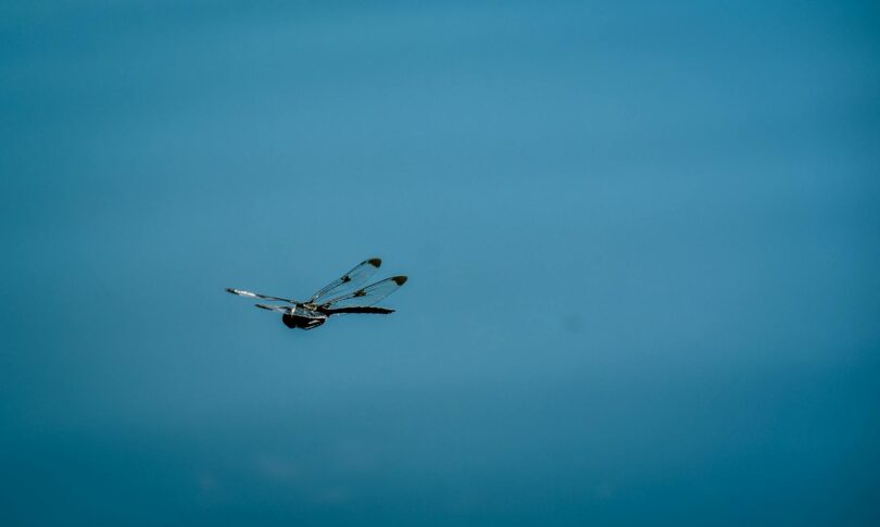 dragonfly with transparent wings flying in blue sky