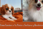 Cómo Enseñar a tu Perro a Sentarse y Quedarse