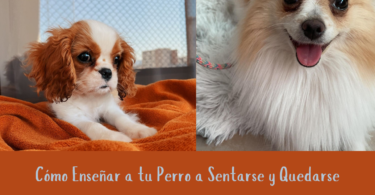 Cómo Enseñar a tu Perro a Sentarse y Quedarse