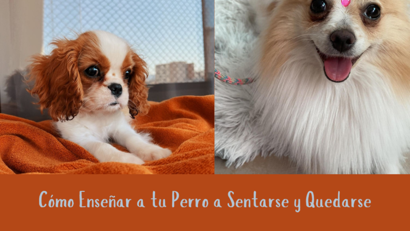 Cómo Enseñar a tu Perro a Sentarse y Quedarse