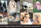 Razas de Perros Tranquilos y Pequeños