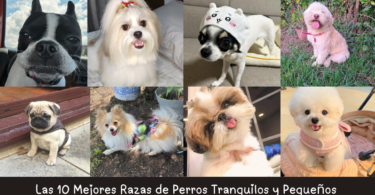 Razas de Perros Tranquilos y Pequeños