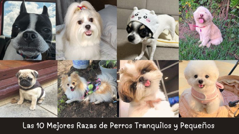 Razas de Perros Tranquilos y Pequeños