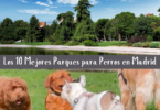 Los 10 Mejores Parques para Perros en Madrid