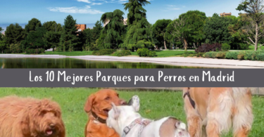 Los 10 Mejores Parques para Perros en Madrid