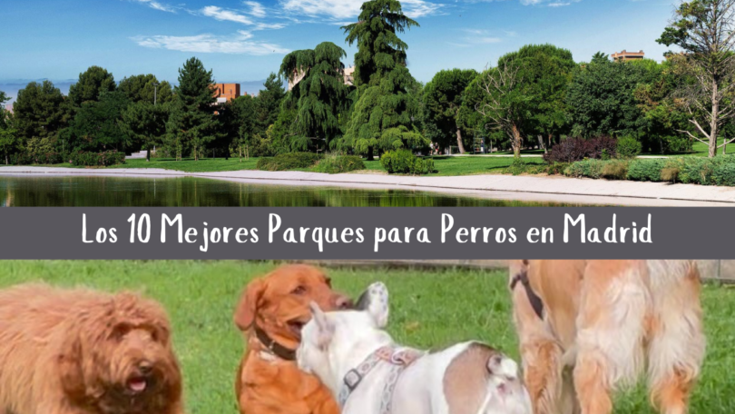 Los 10 Mejores Parques para Perros en Madrid