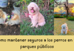 Cómo mantener seguros a los perros en los parques públicos