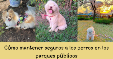 Cómo mantener seguros a los perros en los parques públicos