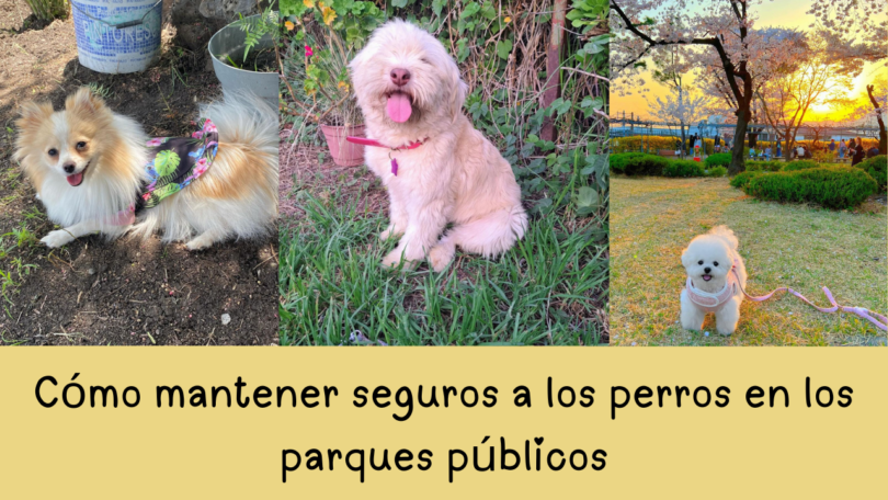 Cómo mantener seguros a los perros en los parques públicos