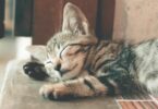 close up photography of sleeping tabby cat