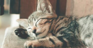 close up photography of sleeping tabby cat