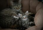 cats lying in pet bed