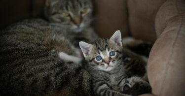 cats lying in pet bed