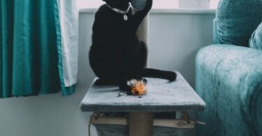 black cat on table