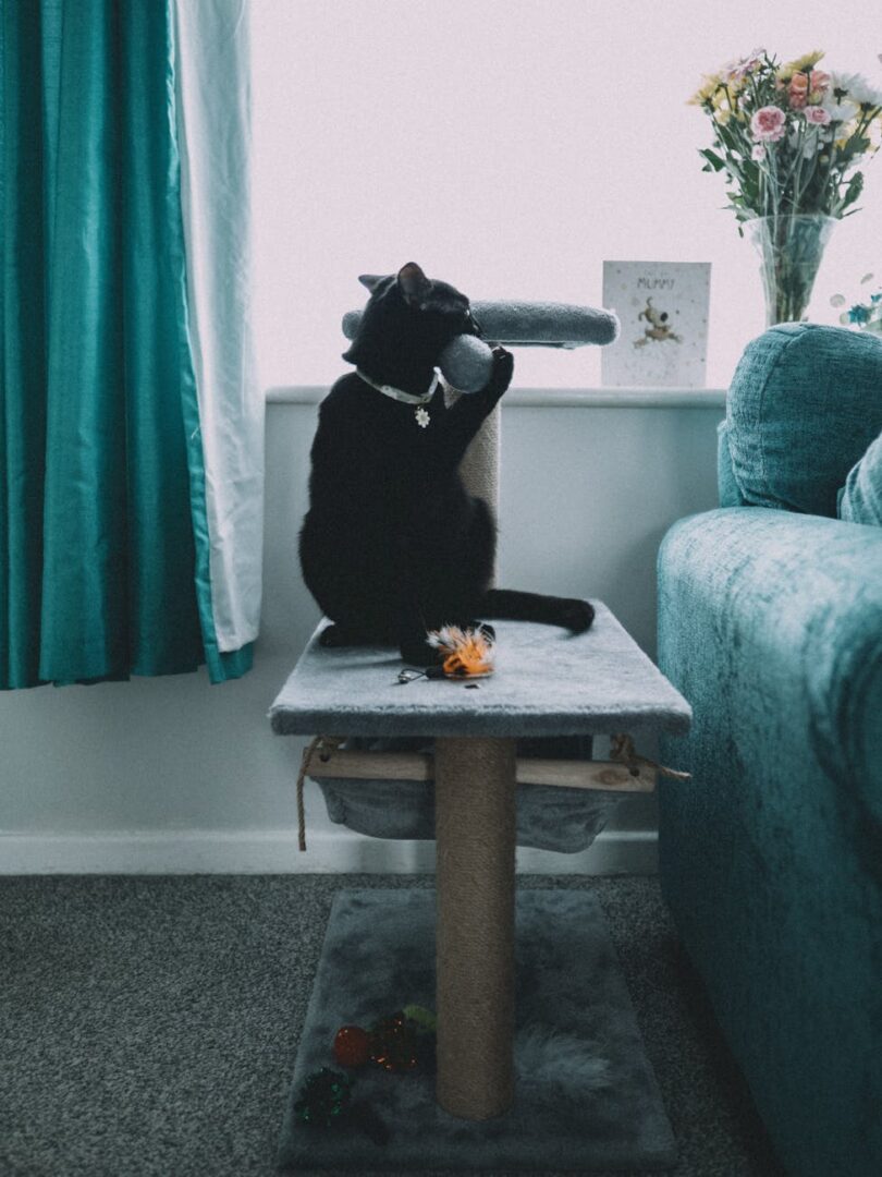 black cat on table