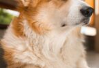 close up of a corgi lying on the floor