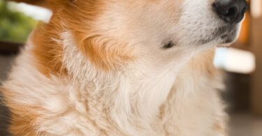 close up of a corgi lying on the floor