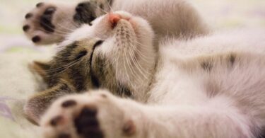 close up photo of cute sleeping cat