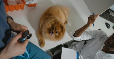 a pomeranian over the diagnostic table inside a clinic