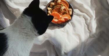 curious cat sitting on bed near breakfast bowl