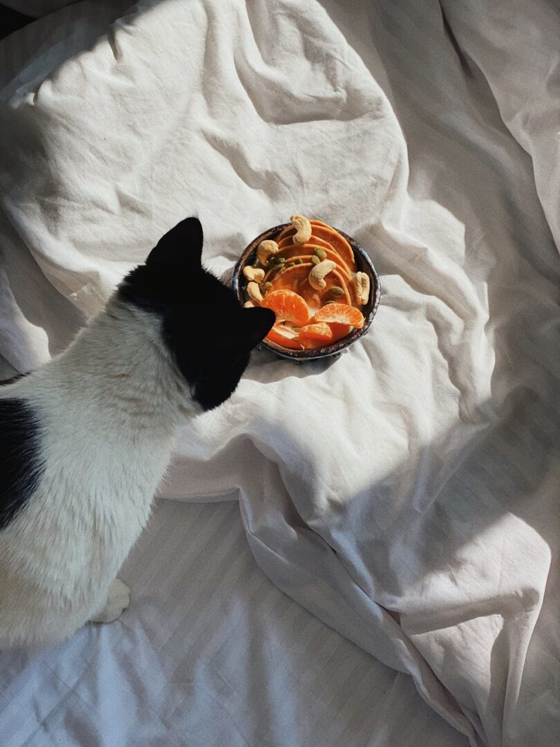 curious cat sitting on bed near breakfast bowl