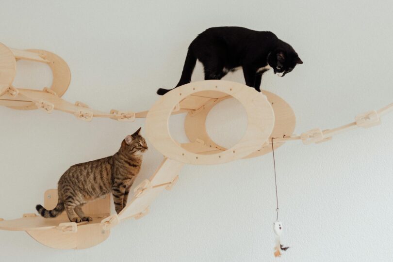 cats on the playing ground