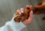 unrecognizable woman holding paw of dog