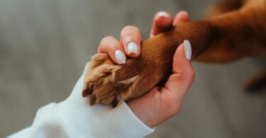 unrecognizable woman holding paw of dog